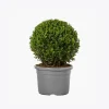 product-image-4_optimized Augue Neque