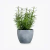 product-image-5_optimized Augue Neque